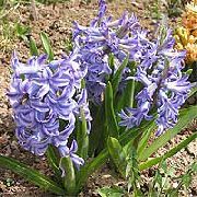 grianghraf gorm éadrom Bláth Dutch Hyacinth