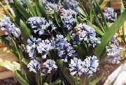 gaiši zils Hyacinthella Pallasiana Dārza Ziedi foto