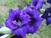 zdjęcie niebieski Kwiat Mieczyk (Gladiolus)