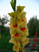 黄 グラジオラス 庭の花 フォト