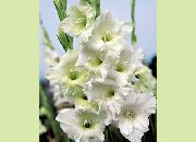 white Gladiolus Garden Flowers photo