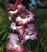 burgunder Gladiolus Hage Blomster bilde