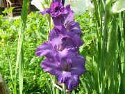 lilla Gladiolus Have Blomster foto