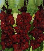mynd burgundy Blóm Gladiolus