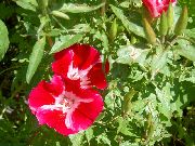 sarkans Atlasflower, Atvadu Līdz Pavasarim, Godetia Dārza Ziedi foto