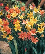 橙 斗篷郁金香 园林花卉 照片