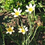 foto žuti Cvijet Cape Tulipana