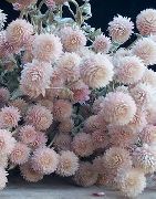 photo pink Flower Globe Amaranth