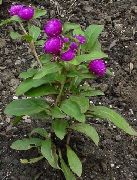 purpurowy Gomphrena Kwiaty ogrodowe zdjęcie