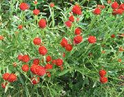 წითელი მსოფლიოში Amaranth ბაღის ყვავილები ფოტო