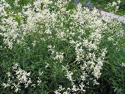 fotografie alb  Fleeceflower Gigant, Floare Lână Albă, Dragon Alb