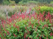 赤 山のフリース 庭の花 フォト