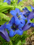 foto blå Blomst Ensian, Pil Ensian