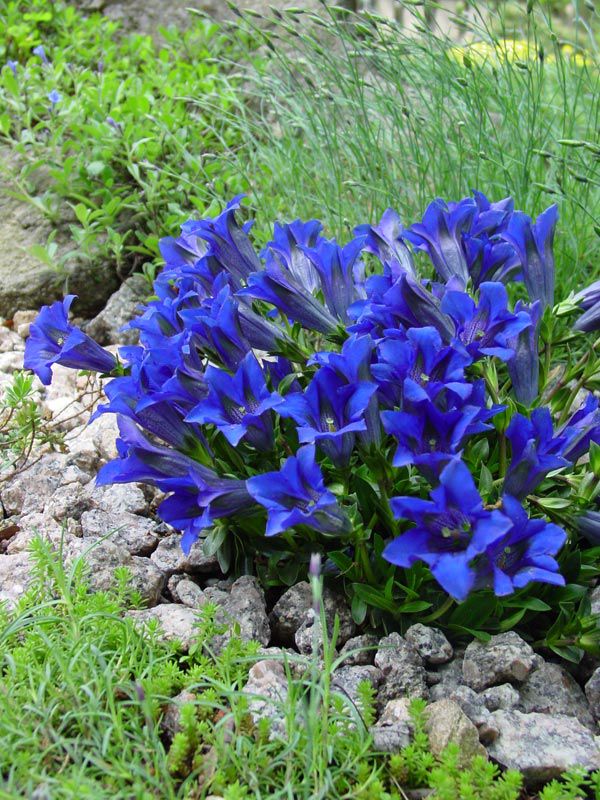синие садовые цветы