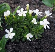 ფოტო თეთრი ყვავილების ნაღველას, ტირიფის Gentian