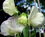 blanco Guisante De Olor Flores del Jardín foto