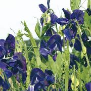 ლურჯი ტკბილი ბარდა ბაღის ყვავილები ფოტო