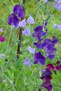 lilla Sweet Pea Have Blomster foto