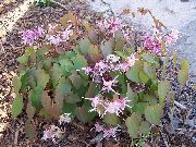 foto Longspur Epimedium, Barrenwort Cvijet