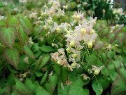blanco Epimedium Longspur, Barrenwort Flores del Jardín foto