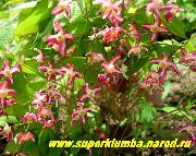 წითელი Longspur Epimedium, Barrenwort ბაღის ყვავილები ფოტო