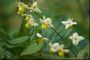 žlutý Longspur Epimedium, Barrenwort Zahradní květiny fotografie