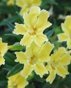 photo jaune Fleur Monkeyflower Collante