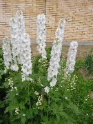 bílá Delphinium Zahradní květiny fotografie