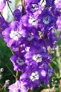 púrpura Espuela De Caballero Flores del Jardín foto