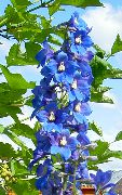 ლურჯი Delphinium ბაღის ყვავილები ფოტო