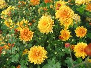 fotografija oranžna Cvet Dendranthema