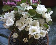 baltas Twinleaf Sodo Gėlės nuotrauka