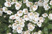 blanco Diascia, Twinspur Flores del Jardín foto