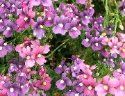 照片 紫丁香 花 Diascia，双骨刺