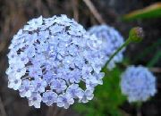 jasnoniebieski Didiskus Kwiaty ogrodowe zdjęcie