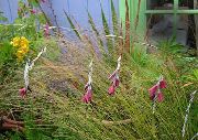 rød Engels Fiskestang, Fe Tryllestav, Wandflower Hage Blomster bilde