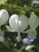 თეთრი სისხლდენა გული, Dicentra ბაღის ყვავილები ფოტო