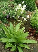 ホワイト シューティングスター、アメリカ立金花、インドのチーフ、オンドリの頭、ピンクフラミンゴ工場 庭の花 フォト