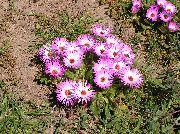 қызғылт Doroteantus (Mesembryanthemum Margaritotsvetkovy) Бақша Гүлдер фото
