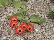 қызыл Doroteantus (Mesembryanthemum Margaritotsvetkovy) Бақша Гүлдер фото