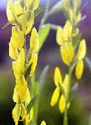 photo yellow Flower Dyer's Greenweed