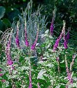foto purpurs Zieds Teucrium