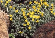 ფოტო ყვითელი ყვავილების Douglasia, კლდოვანი მთის ჯუჯა ფურისულა, Vitaliana