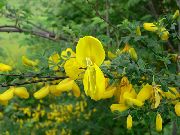 amarillo Escoba Negra, Broomtops, Escoba Común, Escoba Europeo, Escoba Irlandés Flores del Jardín foto
