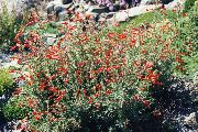 foto Smalbladede California Fuchsia, Hoary Fuchsia, Kolibri Trompet Blomst