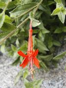 fotoğraf turuncu çiçek Narrowleaf California Fuşya, Ağarmış Fuşya, Sinek Kuşu Trompet