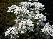 фото білий Квітка Іберіс