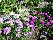 იასამნისფერი Candytuft ბაღის ყვავილები ფოტო