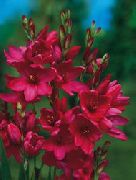 kırmızı Ixia Bahçe çiçekleri fotoğraf