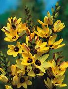 ყვითელი Ixia ბაღის ყვავილები ფოტო